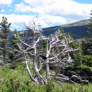 A dead tree bleached white by the snow and wind and sun in Glacier National Park.
