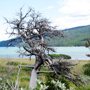 A dead tree bleached white by the snow and wind and sun in Glacier National Park.