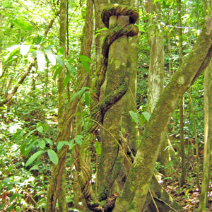 Spiky Pochete Tree from Costa Rica 哥斯大黎加帶尖刺的樹