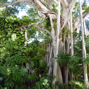 	•	Tree with aerial roots 帶氣根的樹