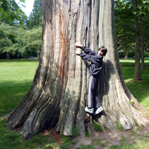 Big tree and a child 大樹和小孩