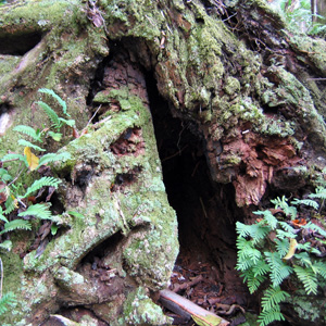 Tree Hole 樹洞