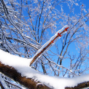 Ice on the tree