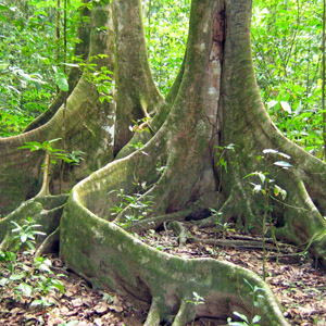 tree roots 樹根
