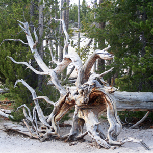 Beautiful tree roots 漂亮的樹根