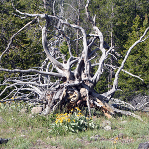 Beautiful tree roots 漂亮的樹根