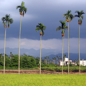 Areca (Areca catechu) 檳榔樹-Taiwan