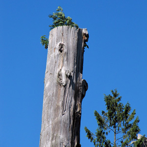 tree top