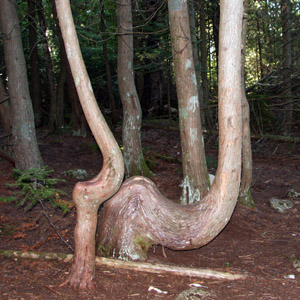 Tree Trunk 樹幹