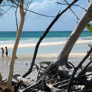 • Trees are uprooted by the shore 海岸邊被連根拔起的樹