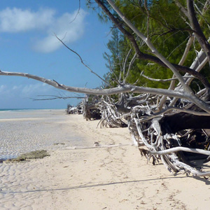 Trees are uprooted by the shore 海岸邊被連根拔起的樹