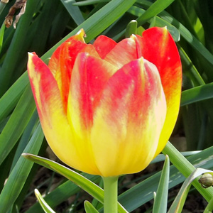 Triumph Tulip凱旋型鬱金香 - Suncatcher			<td width="52"></td> 				<td width="314"><a href="../img/flowers/fleurs/big/tulip060.jpg"><img src="../img/flowers/fleurs/tulip060.jpg" alt="Tulip 鬱金香" width="300" height="300" border="0" /></a></td>     <td width="314"><a href="../img/flowers/fleurs/big/tulip118.jpg"><img src="../img/flowers/fleurs/tulip118.jpg" alt="Tulip "Little Princess" 鬱金香" width="300" height="300" border="0" /></a></td>     <td width="314"><a href="../img/flowers/fleurs/big/fringed_tulip124.jpg"><img src="../img/flowers/fleurs/fringed_tulip124.jpg" alt="Fringed Tulip 穗邊型鬱金香 - "Santander"" width="300" height="300" border="0" /></a></td>   </tr> 			<tr> 				<td width="52"></td> <td valign="top" width="314"><span class="style2">Tulip 鬱金香</span></td> <td valign="top" width="314"class="style2">Tulip "Little Princess" 鬱金香</td> <td valign="top" width="314"class="style2">Fringed Tulip 穗邊型鬱金香 - "Santander"</td>  