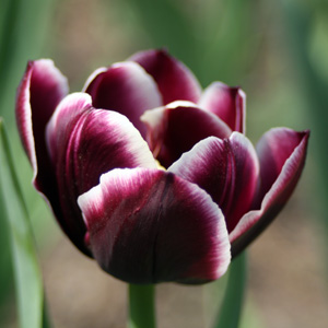 Tulip 鬱金香