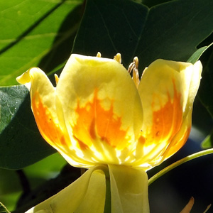 Tulip tree