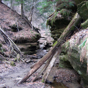 Creek, canyon, and rotten wood in Turkey Run State Park (Turkey Run州立公園中的小溪、峽谷和殘木)