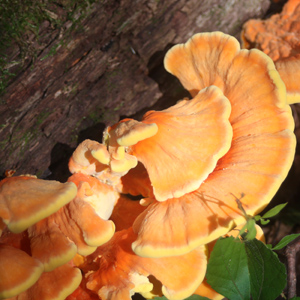 Sulfur or Chicken mushroom-Laetiporus (硫磺菌) in Turkey Run State Park. It's a type of Bracket Fungi (屬於多孔菌科檐狀菌)