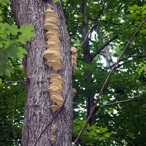 Fungus (菌類) in Turkey Run State Park