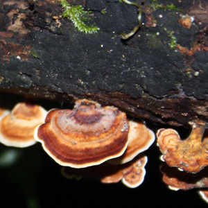 Turkey tail mushroom (Ganoderma lucidum) 靈芝