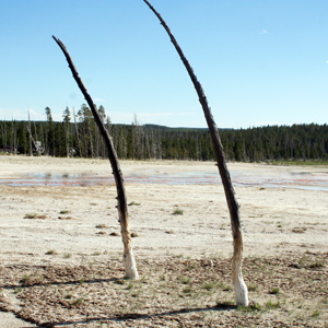 Unique dead trees in Yellowstone National Park 黃石國家公園中獨特的枯木