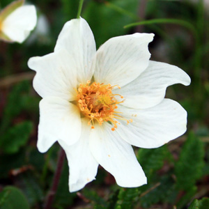 Mountain Avens (Dryas octopetala)  野生水楊 Native Range: Arctic, subarctic Europe, Asia, Northwest America, south Europe (原產地在北極、副北極區的歐洲、亞洲和美洲的西北部、南歐) Bloom time: June to August (開花時間: 6-8月) Bloom description: 8 white petals 8片白花瓣 Height: 0.1 to 0.15 m (高度至0.1-0.15米)  Photo: Untersberg mountain near Salzburg, Austria (奧地利－Alps阿爾卑斯山區） 