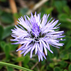 Alpine flowers on the Untersberg mountain near Salzburg, Austria (奧地利-Alps阿爾卑斯山區)