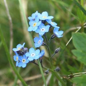 Alpine forget-me-not (Myosotis Sylvatica)  高山‘勿忘我’花 Native Range: Europe (原產地在歐洲) Bloom time: April to May (開花時間: 4至5月) Bloom description: Blue with yellow or white eyes (藍色花瓣，黃色或白色的花眼) Height: 0.15 to 0.3 m (高度0.15-0.3米)  Photo: On the Untersberg mountain near Salzburg, Austria (奧地利－Alps阿爾卑斯山區）