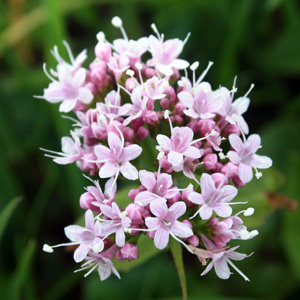 Valeriana (Valeriana officinalis) 纈草 Native Range: Europe (原產地在歐洲) Bloom time: May to August (開花時間: 5至8月) Bloom description: Light pink flowers (淡粉色) Height: 0.5 to 1.5 m (高度0.5-1.5米)  Photo: On the Untersberg mountain near Salzburg, Austria (奧地利－Alps阿爾卑斯山區）