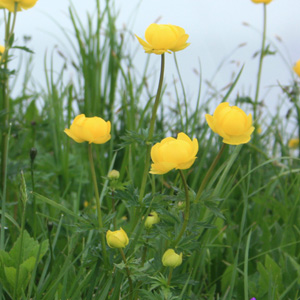 Globeflower (Trollius eruopaeus) 金蓮花   Native Range: The mountains of southern Europe (原產地在南歐的山區) Bloom time: May to August (開花時間: 5-8月) Bloom description: Yellow, globe-like shap (黃色，圓球狀) Height: To 0.7 m (高度至0.7米)  On the Untersberg mountain near Salzburg, Austria (奧地利－Alps阿爾卑斯山區）