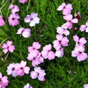Moss campion (Silene Acaulis) 苔蘚剪秋羅 Native Range: Europe, Asia and North America (原產地在歐洲、亞洲和北美洲) Bloom time: May to August (開花時間: 5-8月) Bloom description: Pink (開粉紅花) Height: 0.06 m (高度: 0.06米) Photo: On the Untersberg mountain near Salzburg, Austria (奧地利-Alps阿爾卑斯山區)