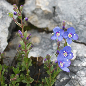 Alpine Cusick's speedwell (Veronica cusikii) 高山婆婆納草 Native Range: Western North America (原產地在北美洲的西部) Bloom time: Spring to summer (開花時間: 春-夏) Bloom description: Blue-violet (開紫藍色的花) Height: 0.07 to 0.2 m (高度: 0.07-0.2米)   Photo: Untersberg mountain near Salzburg, Austria (奧地利－Alps阿爾卑斯山區）