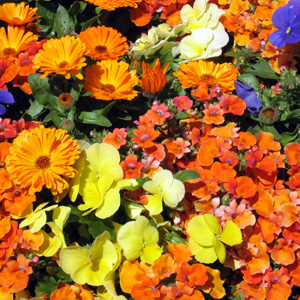 Various flowers 花海