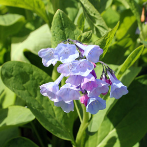 Virginia Bluebells (Mertensia virginica) 藍鈴花