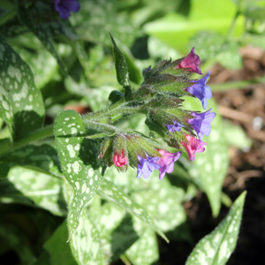 Lungwort (Pulmonaria officinalis) 肺草