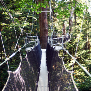 Walk on the tree top 走在樹的頂梢