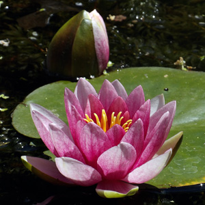 water lily