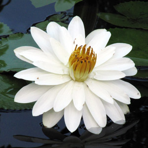 Water Lily 睡蓮