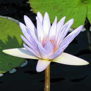Light Purple Water Lily