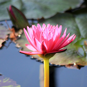 Light Pink Water Lily 淡粉睡蓮
