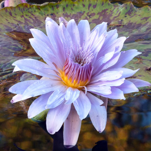 Light Purple Water Lily 淡紫睡蓮