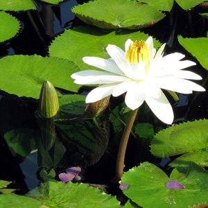 Water Lily