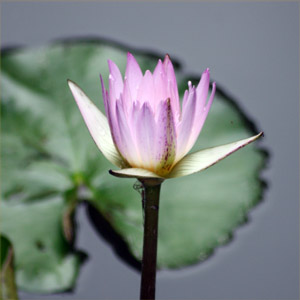 Water Lily 睡蓮