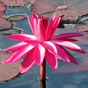 Dark Pink Water Lily 胭脂粉睡蓮