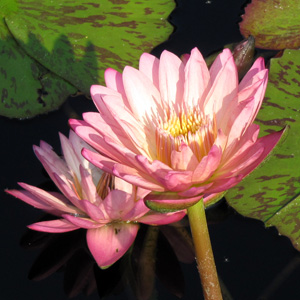 Pink  Water Lily