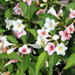 Weigela (Weigela florida) 錦帶花 - 忍冬科植物, 又叫五色海棠。