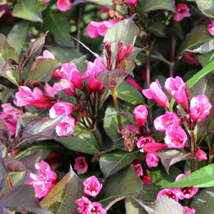 Weigela (Weigela florida) 錦帶花 - 忍冬科植物, 又叫五色海棠。