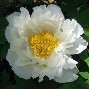 Peony (Paeonia) 牡丹花