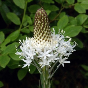 white mountain flower in Oregon