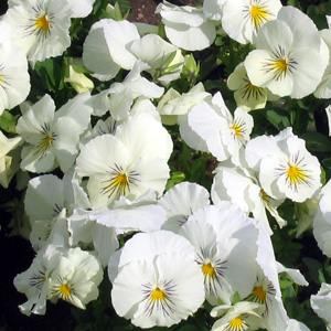 White Pansy 白色三色菫