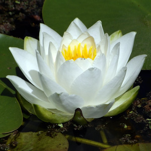 white water lily