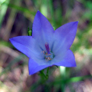 Alpine Flower 高山花卉